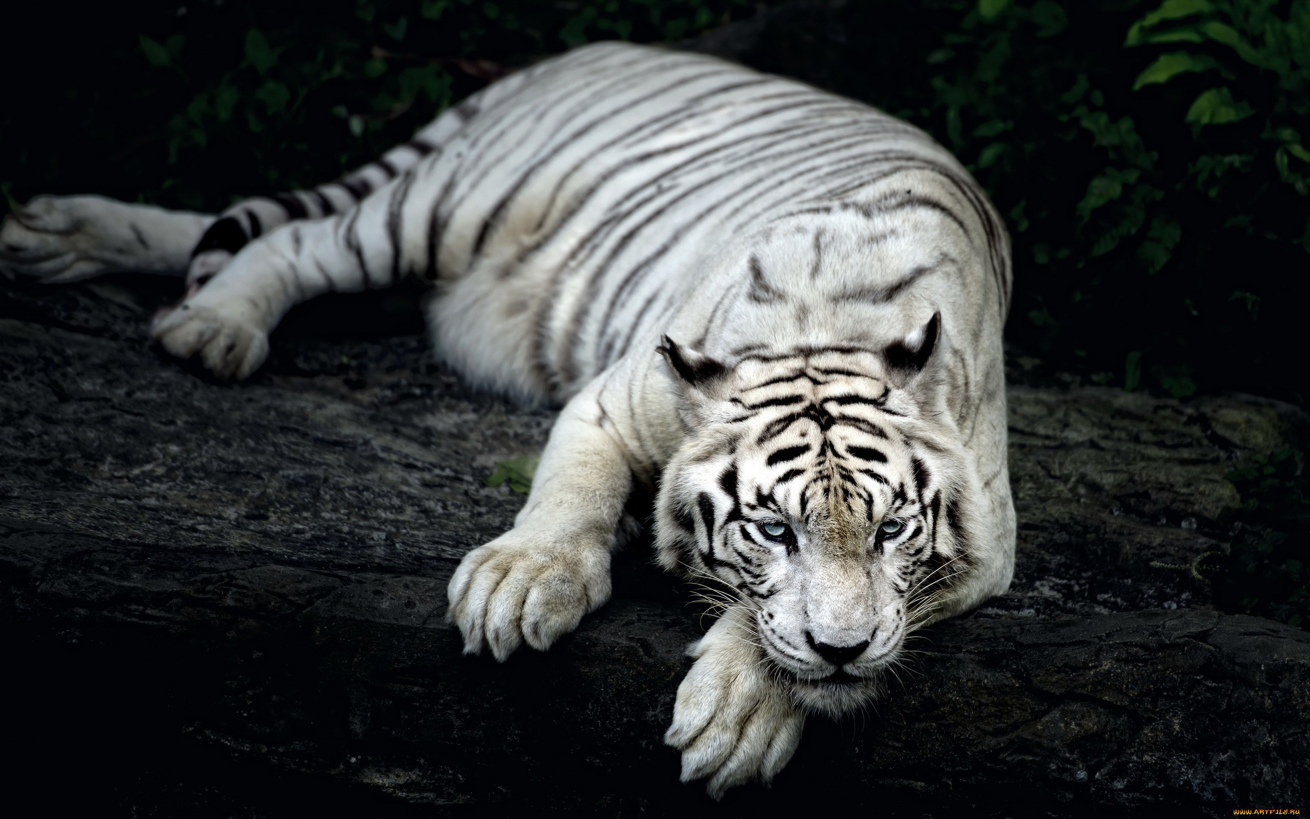White Tiger Animal7563313276 - White Tiger Animal - white, Tiger, Mac, Animal